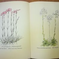 Antiquarisch: Blumen der Schwäbischen Alb (1957; Erich Hoffmann Verlag Heidenheim)