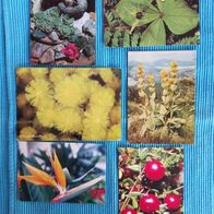 6 Ansichtskarten Postkarten alt Blumen Konvolut Lot 5 x ungelaufen 1 x beschrieben