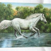 Rarität ! Künstlerkarte Normalformat kolorierte Karte - Ansichtskarte Pferd Gemälde