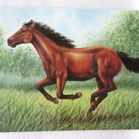 Rar ! Pferd Künstlerkarte Sammlerstück farbige Postkarte Ansichtskarte Gemälde