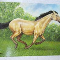 Pferdekarte Malerei Künstlerkarte Sammlerstück Postkarte Ansichtskarte Sammler