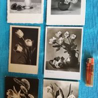 6 Ansichtskarten Postkarten alt Blumen 1 x von 1943 Konvolut Lot schwarz-weiß