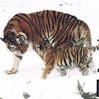 Tiger mit Junges - Schmuckblatt 2.1