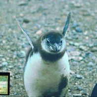 Pinguin Junges - Schmuckblatt 1.1