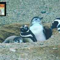 Pinguin Junges - Schmuckblatt 2.1