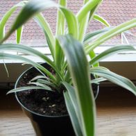 Grünlilie Chlorophytum comosum Luftreiniger im Kulturtopf grün/ weiß gestreift