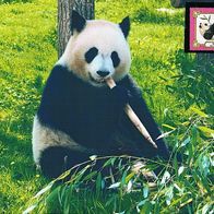 Großer Panda Bär - Schmuckblatt 1.1