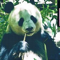 Großer Panda Bär - Schmuckblatt 2.1