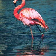 Flamingo - Schmuckblatt 1.1