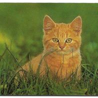 Telefonkarte A 26 von 2000 , Tierarten Katze , leer