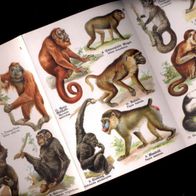 Primaten Lemuren Orang-Utang" 1910 historische Stein-Farbdruck Schul -Falttafel