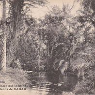 alte AK Afrique Occidentale (Senegal) - Oasis aux environs de Dakar (8690)