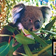 Koala-Bär - Schmuckblatt 5.1