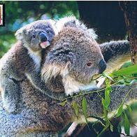 Koala-Bär - Schmuckblatt 1.1
