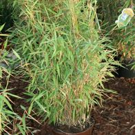 Robuster Gartenbambus Bambus Fargesia muriela ´Jumbo´ 6080 cm im 7,5