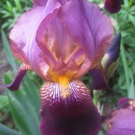 Schwertlilie Iris Germanica hoch lila