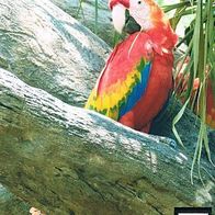 Papagei - Schmuckblatt 1.1