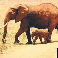 Elefantenkuh mit Junges - Schmuckblatt 3.1