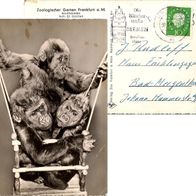 AK Affen Gorilla Babies Zoo Frankfurt Aufnahme von Dr. Grzimek 1961 s/ w