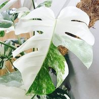 Monstera Samen kaufen bei Hood.de