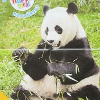 NEU Riesen Poster Panda 42 x 59 cm Tierbild Sammelbild Wandposter McDonalds