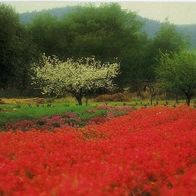 SOS Hermann-Gmeiner-Fonds 0/9101 Frühling in der Provence