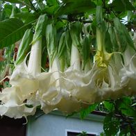 Engelstrompete "Angels Long John" Jungpflanze im 9 cm Topf, Brugmansia