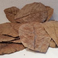 150g Seemandelbaumblätter XXL – Catappa Leaves 2 Produktbild-Vorschau 5