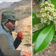 Mate Strauch Ilex Paraguariensis 10 Frische Samen Für den