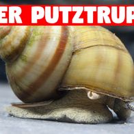 Teich Sumpfdeckelschnecke 20 St. + 1 NH TOXEX BALL (Faden) Algen und