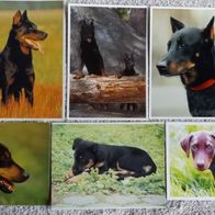 6 Postkarten Hund: 3x Berger de Beauce = Beauceron + 3x Dobermann