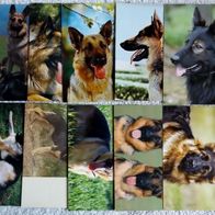 10 Postkarten Hund: Deutscher Schäferhund - 1