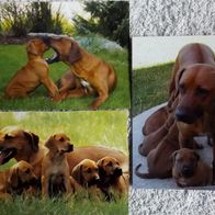 3 Postkarten Hund: Rhodesian Ridgeback & Welpen