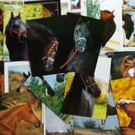 25 Postkarten Pferd: Araber - 5x Rappe + 6x Brauner + 14x Fuchs