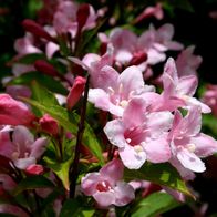 Liebliche Weigelie Weigela florida 60 100 cm im 5 Liter Container