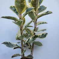 Ficus elastica Tineke - Weissbunter Gummibaum im 23 cm Topf kaufen bei  Hood.de