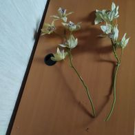künstliche Blumen "Orchidee" ----5/23------