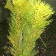 3 Bunde grünes Tausendblatt, Myriophyllum kaufen bei Hood.de