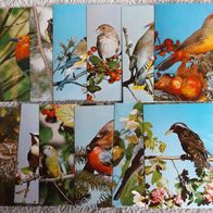 12 Postkarten Tier: Vogel + Vögel