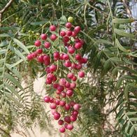 Peruanischer Pfefferbaum Schinus molle Peruvian pepper tree 5