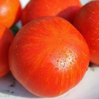 knstlicher gummibaum Knstliche Gummibaum pflanze kaufen