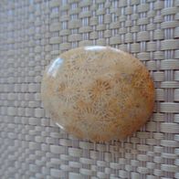 versteinerte Koralle 38 x 30 x 6 mm poliert neu