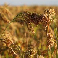 Rispenhirse Kornberger Mittelfrhe - Millet 100+ Samen - Saatgut - Seeds Am  069 kaufen bei Hood.de