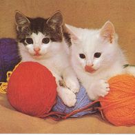 alte AK von 1979, Katze Cat, 2 kleine Katzen spielen mit Wolle