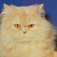 alte AK von 1979, Katze Cat, Perser - creme