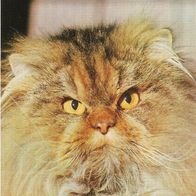 alte AK von 1979, Katze Cat, Perser - braungestromt