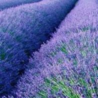 6 Echter Lavendel Lavendula angustifolia Munstead winterhart