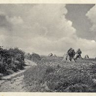 AK Feldweg am Kornfeld s/ w - unbenutzt