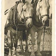 AK Pferdegespann "Kameraden" Agfa-Foto um 1953 mit Mi.-Nr.125 wP Heuss gestempelt