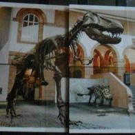 Bild 143 + 144 + 145 + 146 " Tyrannosaurus Rex"